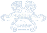 Seahorse Hawaii Foundation